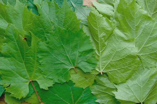 Can You Eat Grape Leaves Raw