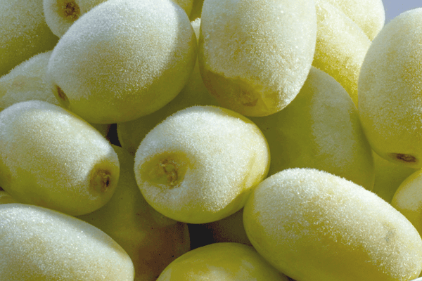 Read more about the article How Long Do Grapes Last in the Fridge and Freezer?
